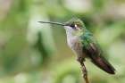 Broad-tailed Hummingbird (female) Art Print